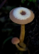 Mushroom 12-2367